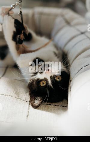 Entspannte schwarz-weiße Katze auf gemütlicher Decke Stockfoto