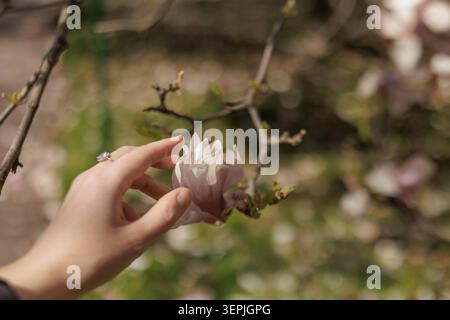 Frau, die sanft die schöne Magnolienblume im Frühlingsgarten berührt Stockfoto