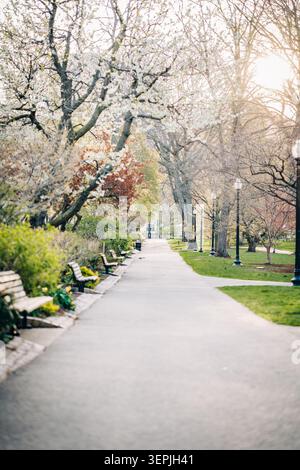 Boston öffentlicher Gartenpfad mit blühenden Bäumen Stockfoto