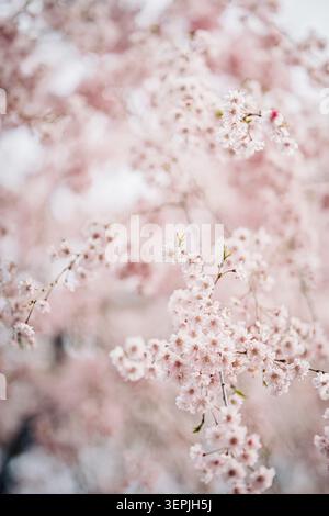 Zarte Kirschblüten blühen im Frühling Stockfoto