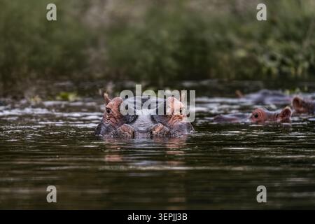 Flusspferde starren in die Kamera, während sie in Wasser getaucht sind Stockfoto