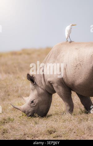 Weißes Nashorn weidet mit Rinderreiher auf dem Rücken Stockfoto