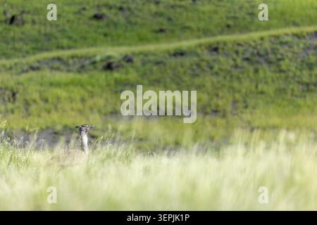 Versteckt im endlosen Grasland Stockfoto