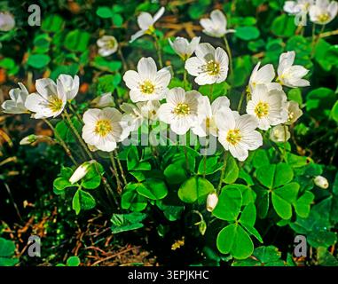 Holzsorrel (Oxalis acetosella), blühend. Deutschland Stockfoto