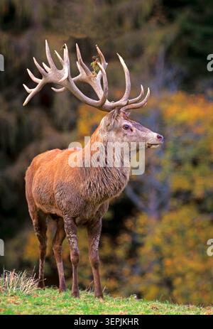 Rotwild (Cervus elaphus). Hirsch steht im Bergwald. Alpen, Österreich Stockfoto