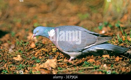 Gemeine Holztaube (Columba palumbus). Erwachsene, die am Boden auf Nahrungssuche sind. Deutschland Stockfoto