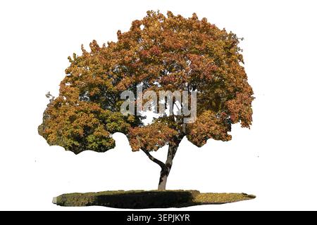Ein wunderschöner Ahornpalmen-Baum mit bunten Blättern an einem sonnigen Herbsttag in der Stadt, isoliertes Objekt auf weißem Hintergrund Stockfoto