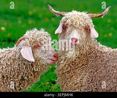 Angora-Ziege (Capra hircus). Männlich und weiblich (Widder rechts) stehen auf der Wiese. England Stockfoto