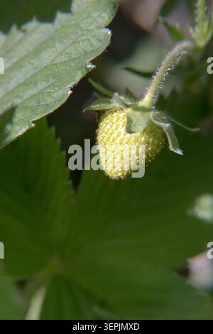Reifen von Erdbeeren im Garten. Stockfoto