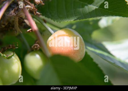 Die Kirschen Reifen und nehmen eine schöne rote Farbe an. Stockfoto