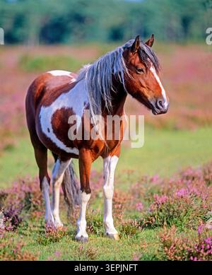 New Forest Pony. Freilaufendes Pony, das in blühender Heide steht. New Forest National Park, England Stockfoto