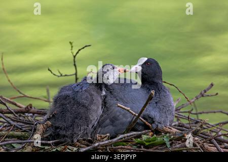 Eurasischer Coot (Fulica atra). Elternteil mit bettelndem Küken auf dem Nest. Deutschland Stockfoto