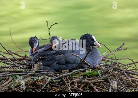 Eurasischer Coot (Fulica atra). Elternteil mit Küken auf dem Nest. Deutschland Stockfoto