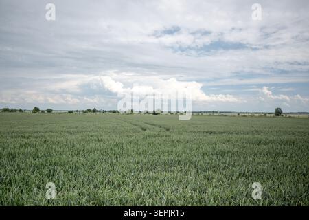 Das Wetter ändert sich zu stürmischem Wetter, ein Feld und dunkle Wolken nähern sich. Stockfoto