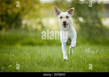Labrador Retriever. Gelber Hund, der zur Kamera läuft. Deutschland Stockfoto