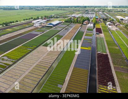 Luftaufnahme mit einer großen Pflanzenzüchtung mit Reihen wachsender Sträucher und Kanäle in den Niederlanden Stockfoto