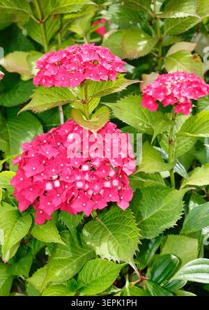 Hortensia, Gemeinsame Hortensia (Hortensia macrophylla). Blühender Busch in einem Garten. Deutschland Stockfoto