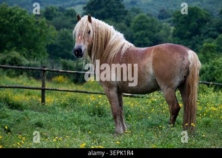 Das Haflinger Pferd steht im Regen. Italien Stockfoto