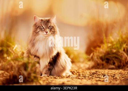 Norwegische Waldkatze Erwachsene Katze, die bei Sonnenuntergang am Strand sitzt Stockfoto