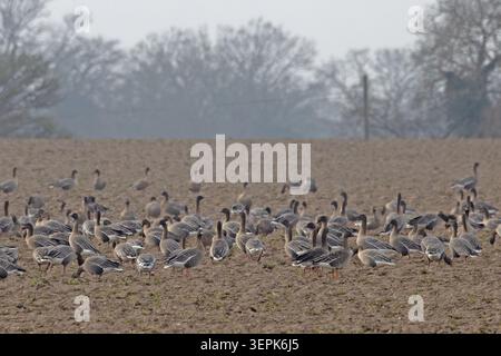 Tundra-Bohnengans (Anser serrirostris rossicus) & Weißfrontgans (Anser albifrons) mit rosafarbener Gans (Anser brachyrhynchus) Januar 2026 Stockfoto