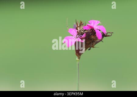 Nahaufnahme von Hortensie-Blüten, die von weiß zu Rosa in einem Bayerischen Garten wechseln Stockfoto
