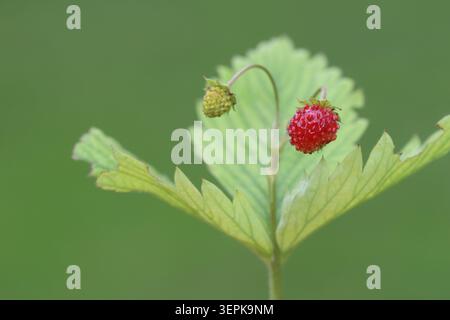 Makroaufnahme einer Reifen roten und einer unreifen grünen wilden Erdbeere, die an Stämmen über gezackten Blättern hängt Stockfoto