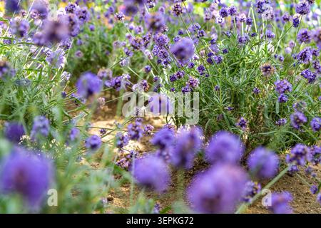 Hokkaido, Japan 14. Juni 2026: Blühender Lavendel Lavandula angustifolia auf einem Feld in Furano, Hokkaido. Diese aromatische Pflanze, die für ihre Duft- und medizinischen Eigenschaften geschätzt wird, wird zur Verwendung in Kosmetik, Duftstoffen und ätherischen Ölen angebaut und ist ein Markenzeichen der Regionen Agrotourismus *** Blühender Lavendel Lavandula angustifolia auf einer Anbaufläche in Furano auf Hokkaido. Die aromatische Duft- und Heilpflanze wird für Kosmetik, Duftstoffe und ätherische Öle kultiviert und prägt den Agrartourismus der Region Stockfoto