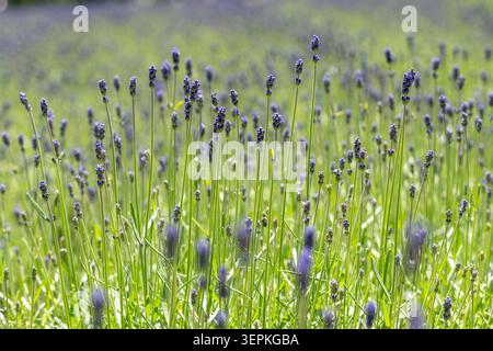 Hokkaido, Japan 14. Juni 2026: Blühender Lavendel Lavandula angustifolia auf einem Feld in Furano, Hokkaido. Diese aromatische Pflanze, die für ihre Duft- und medizinischen Eigenschaften geschätzt wird, wird zur Verwendung in Kosmetik, Duftstoffen und ätherischen Ölen angebaut und ist ein Markenzeichen der Regionen Agrotourismus *** Blühender Lavendel Lavandula angustifolia auf einer Anbaufläche in Furano auf Hokkaido. Die aromatische Duft- und Heilpflanze wird für Kosmetik, Duftstoffe und ätherische Öle kultiviert und prägt den Agrartourismus der Region Stockfoto