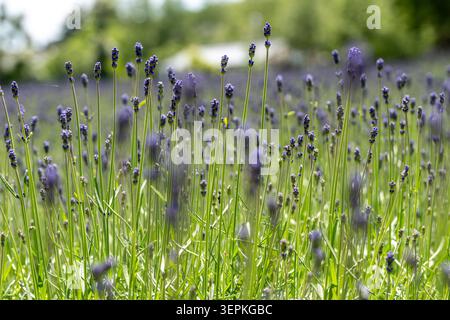 Hokkaido, Japan 14. Juni 2026: Blühender Lavendel Lavandula angustifolia auf einem Feld in Furano, Hokkaido. Diese aromatische Pflanze, die für ihre Duft- und medizinischen Eigenschaften geschätzt wird, wird zur Verwendung in Kosmetik, Duftstoffen und ätherischen Ölen angebaut und ist ein Markenzeichen der Regionen Agrotourismus *** Blühender Lavendel Lavandula angustifolia auf einer Anbaufläche in Furano auf Hokkaido. Die aromatische Duft- und Heilpflanze wird für Kosmetik, Duftstoffe und ätherische Öle kultiviert und prägt den Agrartourismus der Region Stockfoto