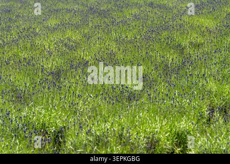 Hokkaido, Japan 14. Juni 2026: Blühender Lavendel Lavandula angustifolia auf einem Feld in Furano, Hokkaido. Diese aromatische Pflanze, die für ihre Duft- und medizinischen Eigenschaften geschätzt wird, wird zur Verwendung in Kosmetik, Duftstoffen und ätherischen Ölen angebaut und ist ein Markenzeichen der Regionen Agrotourismus *** Blühender Lavendel Lavandula angustifolia auf einer Anbaufläche in Furano auf Hokkaido. Die aromatische Duft- und Heilpflanze wird für Kosmetik, Duftstoffe und ätherische Öle kultiviert und prägt den Agrartourismus der Region Stockfoto