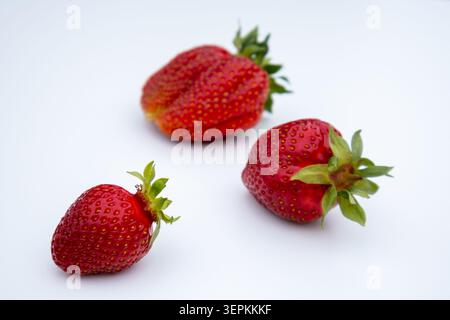 Minimalistische Komposition mit drei Reifen Erdbeeren auf weißem Hintergrund. Perfekt für Lebensmittelverpackungen, gesunde Esskonzepte und Co Stockfoto