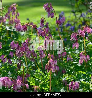 Rosafarbene Frühsommerblüten mit Blutungsherzen, Dicentra formosa wächst im britischen Garten Mai Stockfoto