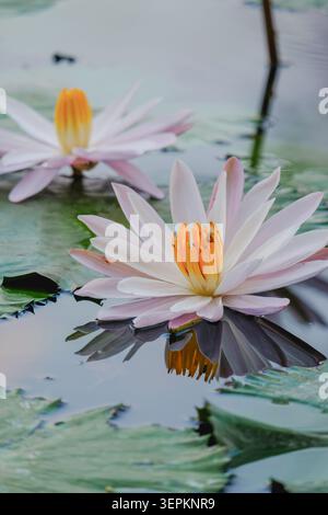 Rosa und weiße tropische Seerose Nymphaea Blüte in voller Blüte mit orangegelben Staubblättern, die auf der Teichoberfläche mit Lilienpads schwimmen, Bali, Indonesien. Stockfoto