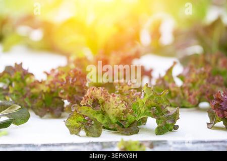 Helle Morgensonne strahlt auf frisch geernteten Blattsalat-Blättern, bereit für Salate und gesunde Mahlzeiten, symbolisiert Frische und Bio Stockfoto