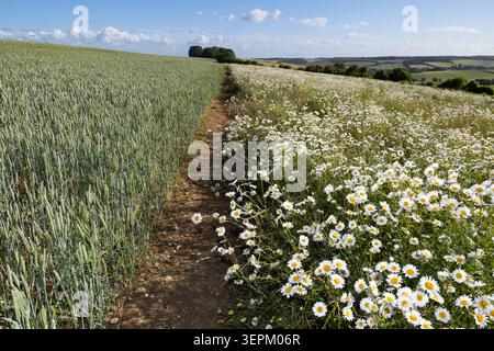 Oxeye-Gänseblümchen, die neben Ackerland wild wachsen und Weizen in den Berkshire Downs anbauen, East Garston, Berkshire, England, Vereinigtes Königreich, Europa Stockfoto