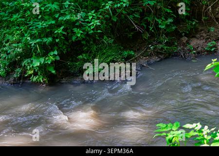 Trübes, graues Abwasser fließt durch einen Waldbach und schafft einen starken Kontrast zwischen städtischer giftiger Verschmutzung und üppig grünem Uferfleisch Stockfoto