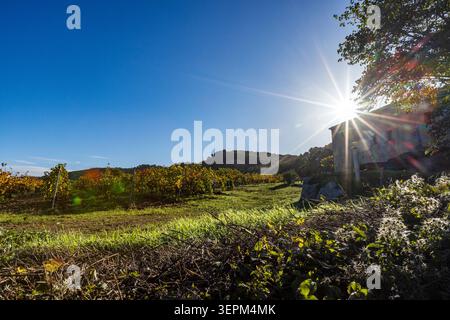 Sonnenaufgang über dem Weinberg Stockfoto