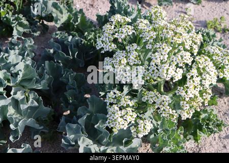 Meereskohl, Crambe maritima, auf der Insel im Fjällbacka-Archipel, Schweden, Juni 2026 Stockfoto
