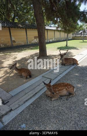Hirsche entspannen sich friedlich unter einem weitläufigen Baum im Nara Park in der Nähe von Osaka, Japan, wo diese heiligen Tiere frei unter den Besuchern herumstreifen Stockfoto