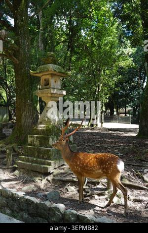 sika Deer steht neben einer traditionellen Steinlaterne im üppigen Wald des Nara Park, Japan, in der Nähe von Osaka. Ruhige Wildtierszene.“​​​​​​​​​​​​​​​​​​​​​​ Stockfoto