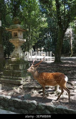 sika Deer steht neben einer traditionellen Steinlaterne im üppigen Wald des Nara Park, Japan, in der Nähe von Osaka. Ruhige Tierwelt Stockfoto
