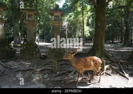 sika Deer steht neben einer traditionellen Steinlaterne im üppigen Wald des Nara Park, Japan, in der Nähe von Osaka. Ruhige Tierwelt Stockfoto