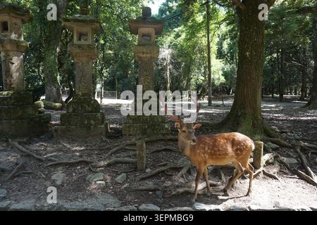 sika Deer steht neben einer traditionellen Steinlaterne im üppigen Wald des Nara Park, Japan, in der Nähe von Osaka. Ruhige Tierwelt Stockfoto