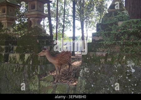 sika Deer steht neben einer traditionellen Steinlaterne im üppigen Wald des Nara Park, Japan, in der Nähe von Osaka. Ruhige Tierwelt Stockfoto