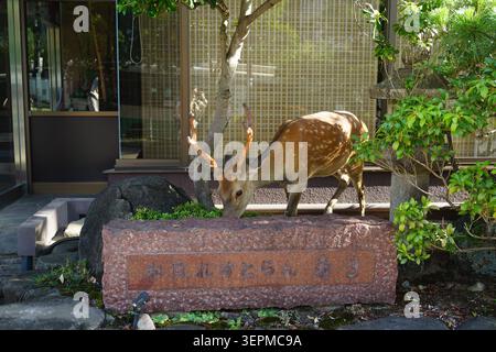Ein junger sika-Hirsch isst an einem Steindenkmal im Nara Park, Japan Stockfoto