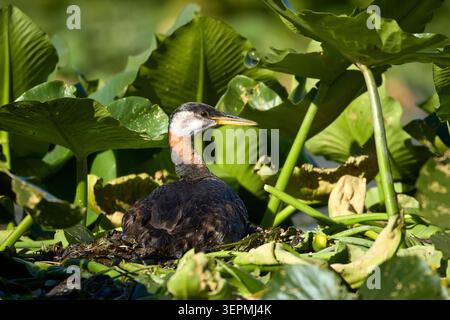 Ein Rothals-Grebe sitzt auf dem Nest zwischen den dicken Fliedermuscheln in Twin Lakes, Idaho. Stockfoto