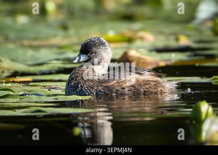 Ein Rattenschnabel schwimmt zwischen den dicken Fliederbussen in Twin Lakes, Idaho. Stockfoto