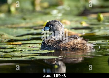 Ein Rattenschnabel schwimmt zwischen den dicken Fliederbussen in Twin Lakes, Idaho. Stockfoto