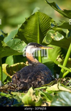 Ein Rothals-Grebe sitzt auf dem Nest zwischen den dicken Fliedermuscheln in Twin Lakes, Idaho. Stockfoto