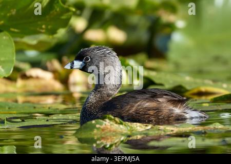 Ein Rattenschnabel schwimmt zwischen den dicken Fliederbussen in Twin Lakes, Idaho. Stockfoto